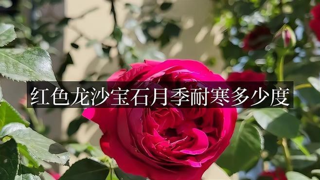 紅龍月季的耐寒性如何？