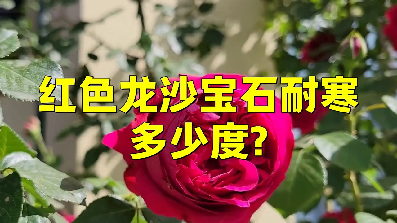 紅龍月季的耐寒性如何？
