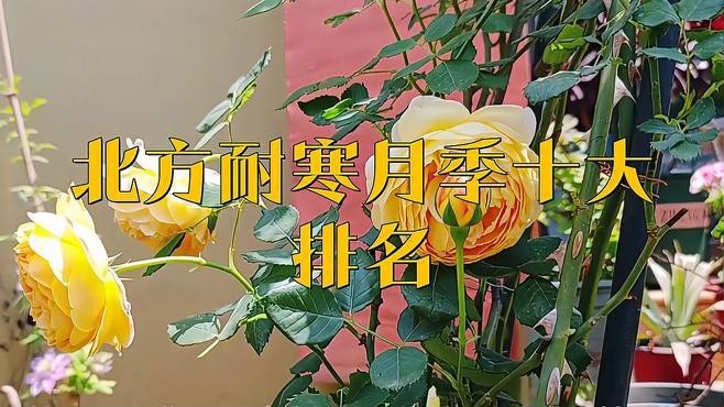 紅龍月季的耐寒性如何？