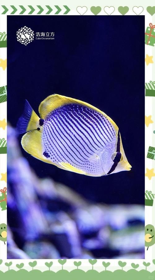 蝴蝶魚的真實圖片