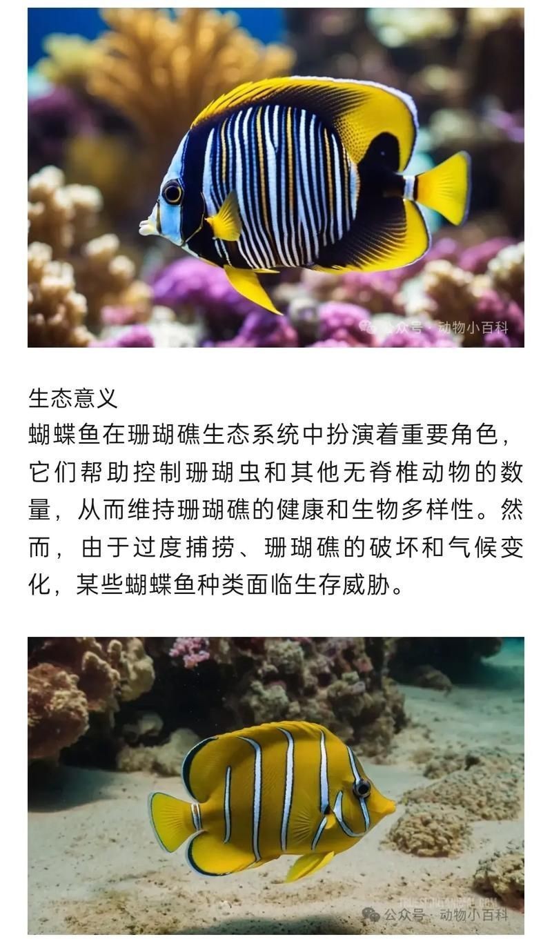 蝴蝶魚的真實圖片