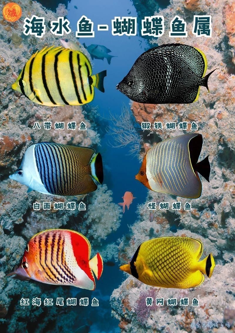 蝴蝶魚的真實圖片