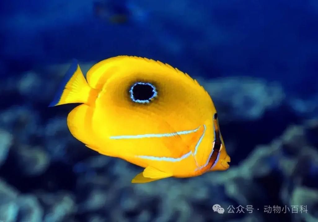 蝴蝶魚的真實圖片