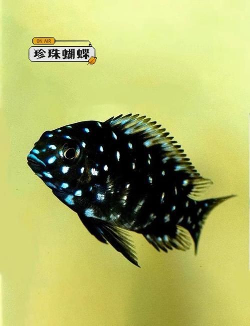 蝴蝶魚的真實圖片