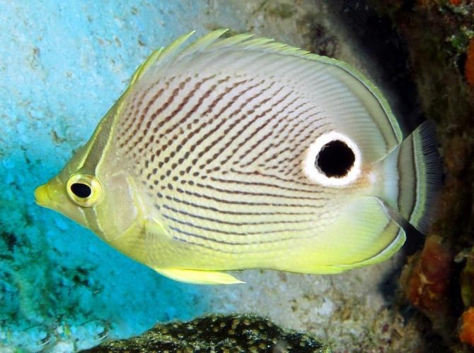 蝴蝶魚的真實圖片
