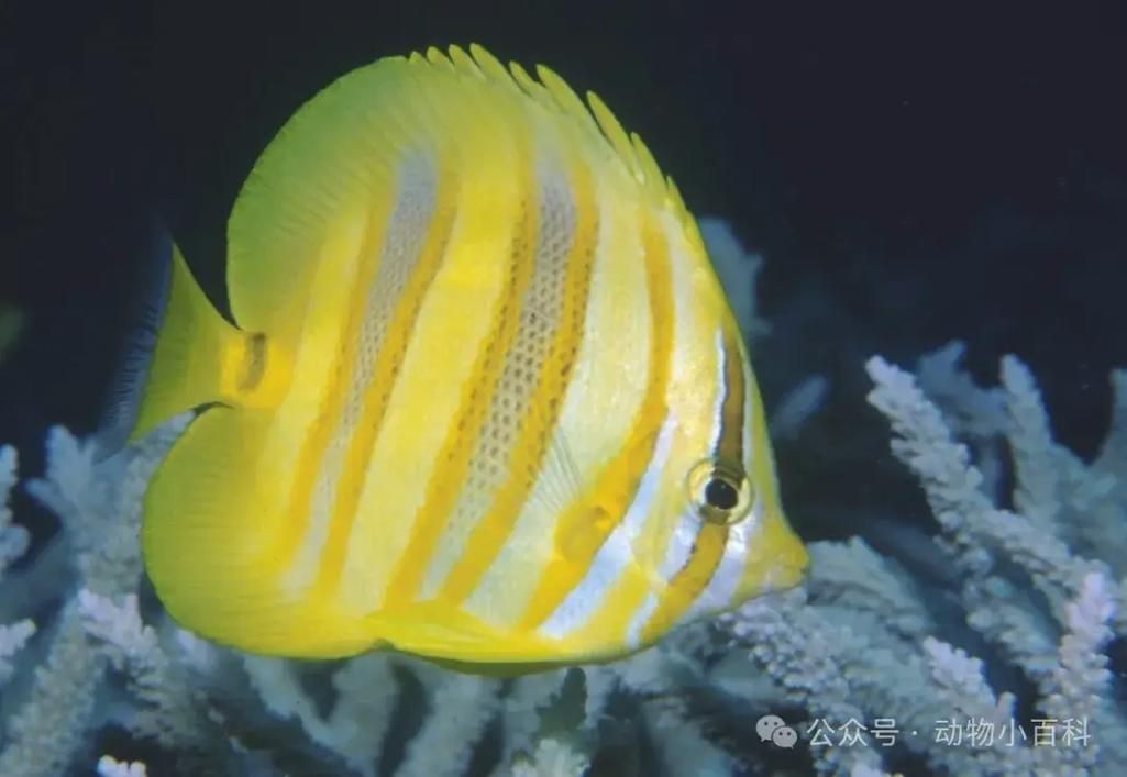 蝴蝶魚的真實圖片