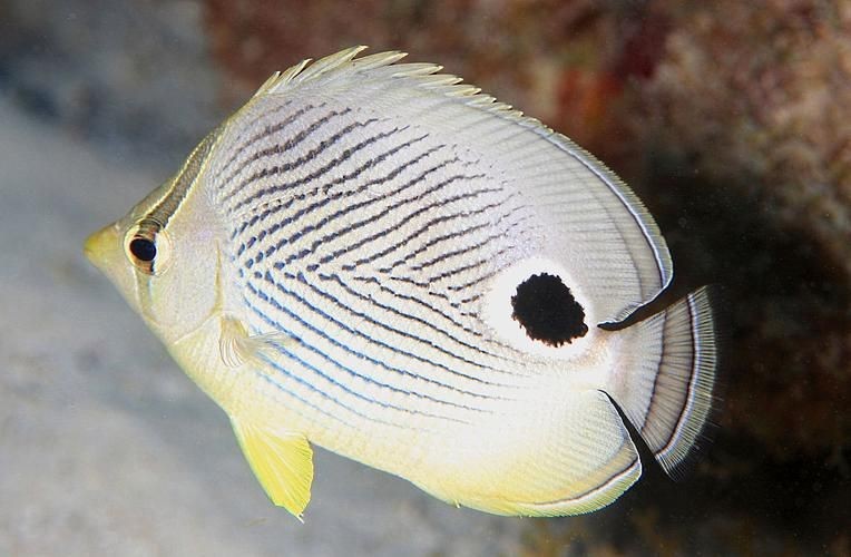 蝴蝶魚的真實圖片