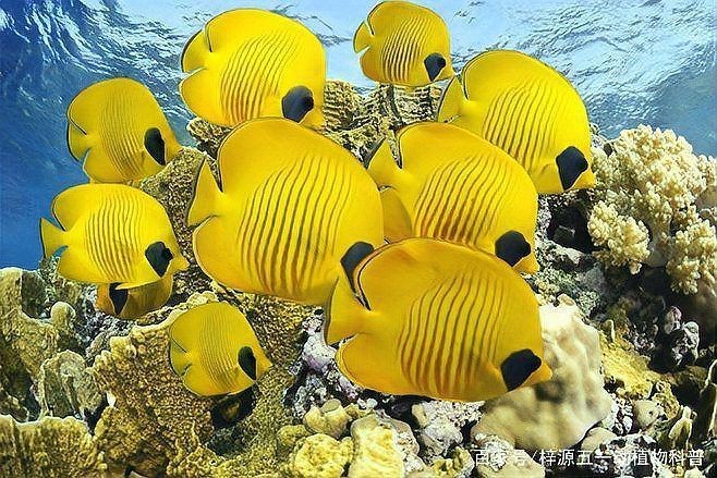 蝴蝶魚的真實圖片