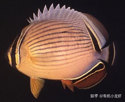 蝴蝶魚的真實圖片