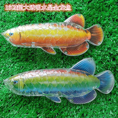好奇發養雷龍魚 好奇發養雷龍魚 龍魚百科