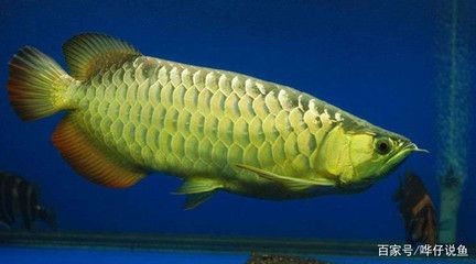 養龍魚的注意事項和禁忌食物是什么：養龍魚的注意事項和禁忌食物