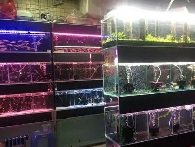 懷仁觀賞魚店有哪些品牌魚缸（懷仁市榮鑫觀賞魚店）