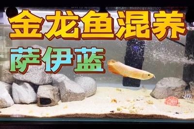 薩伊藍龍魚混養ph：薩伊藍魚和龍魚混養的優點和缺點