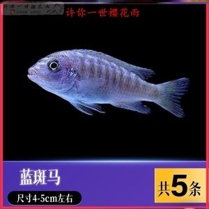 薩伊藍龍魚混養ph：薩伊藍魚和龍魚混養的優點和缺點