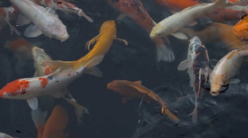 魚視頻下載推薦