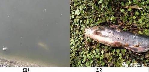 龍魚(yú)死掉魚(yú)頭朝上還是朝下好：當(dāng)龍魚(yú)死亡后，其頭部姿勢(shì)并不一定能指示出它是如何死的