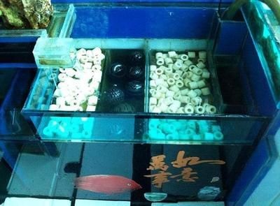 龍魚怎么燒不會碎：龍魚烹飪常見誤區如何讓龍魚肉保持完整而不碎是一大技巧