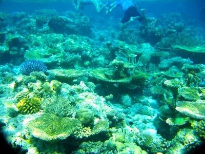 龍魚(yú)怎么燒不會(huì)碎：龍魚(yú)烹飪常見(jiàn)誤區(qū)如何讓龍魚(yú)肉保持完整而不碎是一大技巧