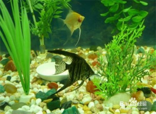燕魚魚缸造景視頻大全：燕魚魚缸造景視頻大全詳情