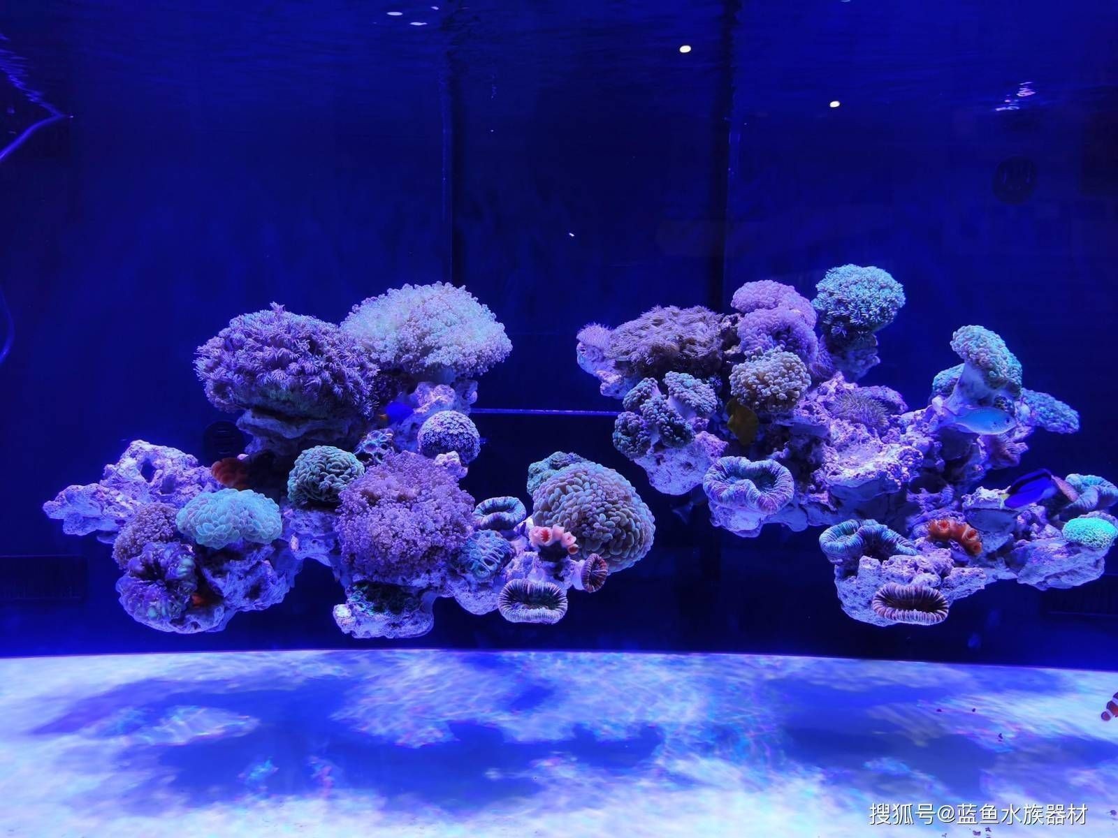 淡水蝦虎魚的品種及圖片