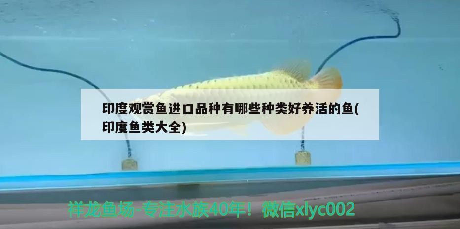如何購買廣州龍舟比賽門票？
