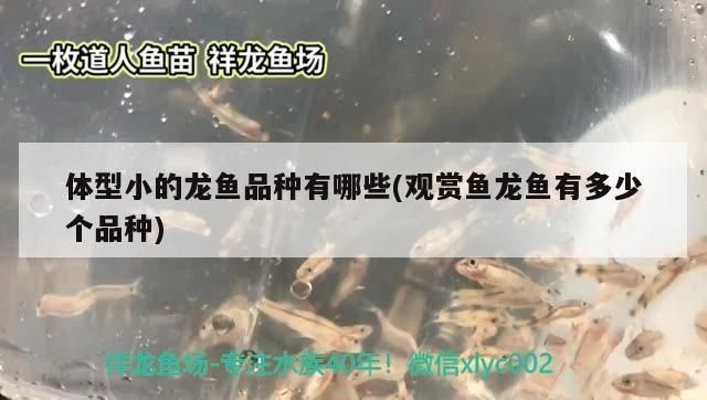 什么龍魚體型小(體型比較小的龍魚品種) 龍魚百科 第2張 什么龍魚體型小(體型比較小的龍魚品種) 什么龍魚體型小(體型比較小的龍魚品種) 龍魚百科 第2張
