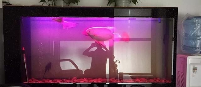 魚缸vc多長時(shí)間放一次：關(guān)于魚缸維生素c的投放頻率主要有兩種觀點(diǎn)有建議 魚缸vc多長時(shí)間放一次：關(guān)于魚缸維生素c的投放頻率主要有兩種觀點(diǎn)有建議 魚缸百科 第1張