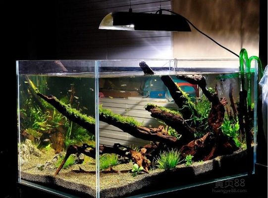 廣漢魚缸定制廠家推薦：廣漢地區(qū)多家魚缸定制廠家