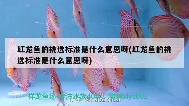 好紅龍魚的表現是什么樣的呢（好紅龍魚的主要表現）