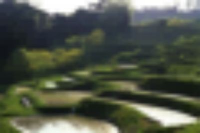 金龍魚身體彎曲頭下沉【金龍魚身體彎曲頭下沉可能是由多種原因造成的】