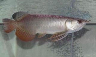 金龍魚幼魚怎么挑選圖解大全（金龍魚幼魚的選擇）