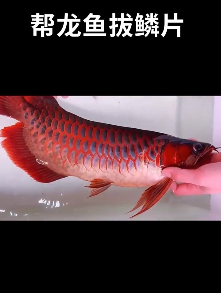 如何挑選健康的短身福龍魚？ 如何挑選健康的短身福龍魚？ 龍魚百科 第4張