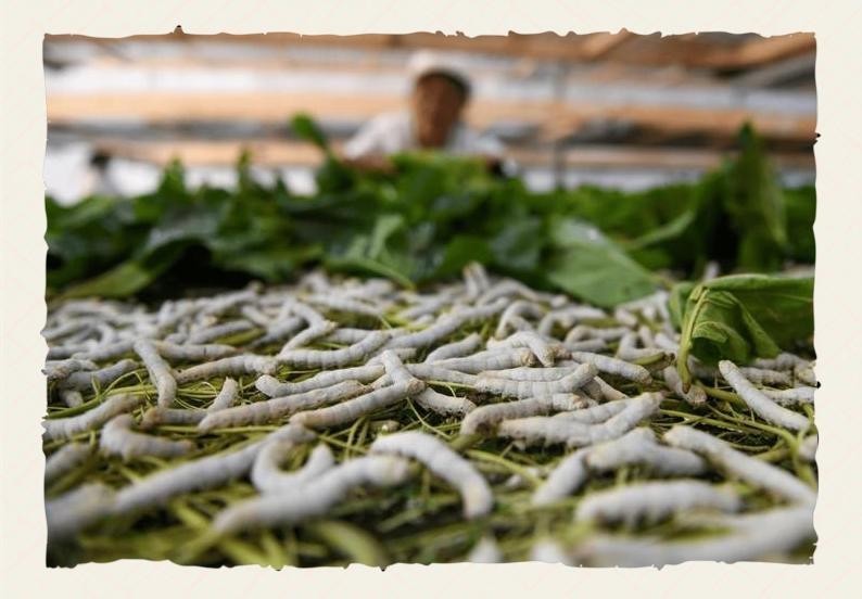 馬豆蠶道益生菌使用方法