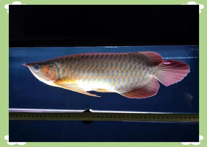 高背金龍魚和過背金龍魚的區(qū)別在哪里圖片大全