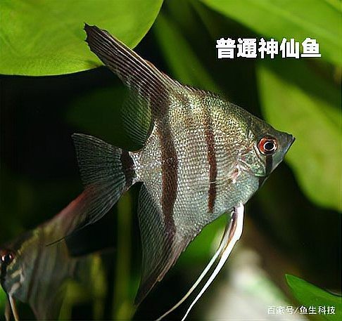 神仙魚品種大全圖解