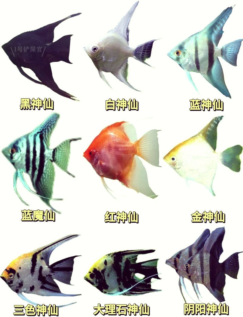 神仙魚品種大全圖解