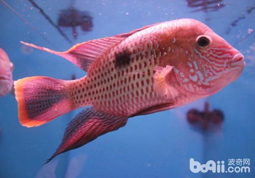觀賞魚混養魚缸怎么養好（觀賞魚混養技巧） 觀賞魚混養魚缸怎么養好（觀賞魚混養技巧） 魚缸百科 第1張