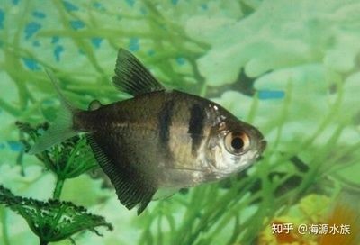觀賞魚混養魚缸怎么養好（觀賞魚混養技巧） 觀賞魚混養魚缸怎么養好（觀賞魚混養技巧） 魚缸百科 第4張