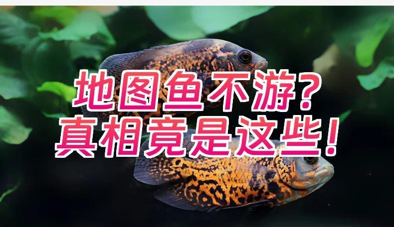 地圖魚躺著了要警惕 地圖魚躺著了要警惕 龍魚論壇 第3張