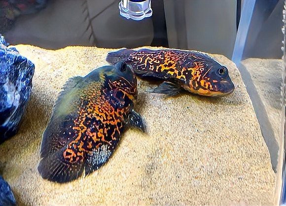 地圖魚躺著了要警惕 地圖魚躺著了要警惕 龍魚論壇 第1張