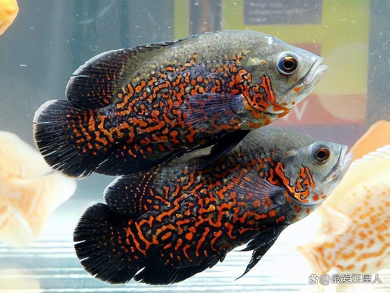 地圖魚躺著了要警惕 地圖魚躺著了要警惕 龍魚論壇 第4張