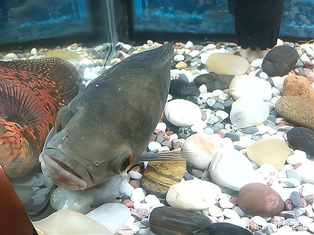 地圖魚躺著了要警惕 地圖魚躺著了要警惕 龍魚論壇 第2張