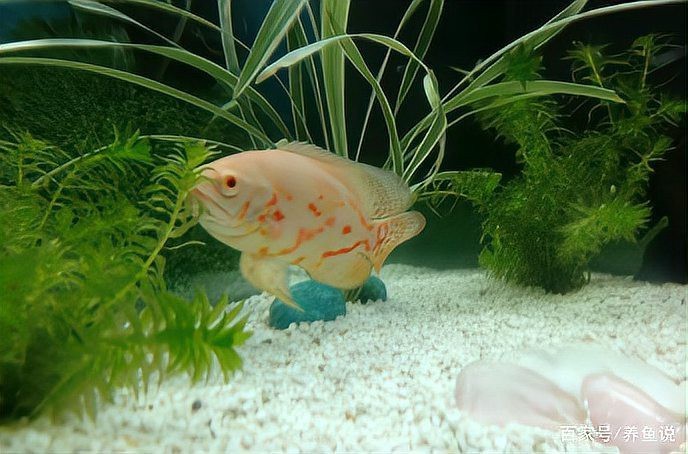 地圖魚躺著了要警惕 地圖魚躺著了要警惕 龍魚論壇 第6張