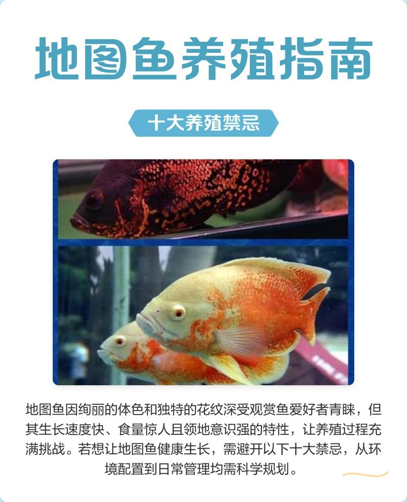 地圖魚躺著了要警惕 地圖魚躺著了要警惕 龍魚論壇 第5張