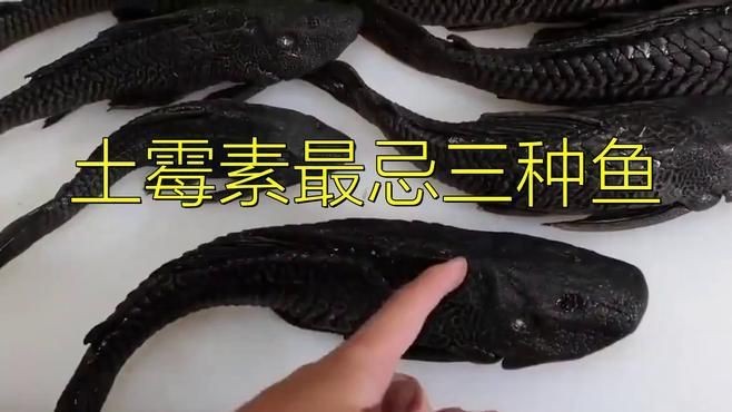 魟魚怕土霉素嗎 魟魚怕土霉素嗎 龍魚論壇 第1張