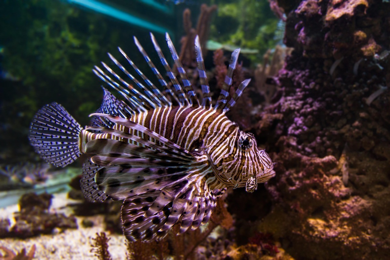 水族館里有什么魚介紹 水族館里有什么魚介紹 龍魚論壇 第1張