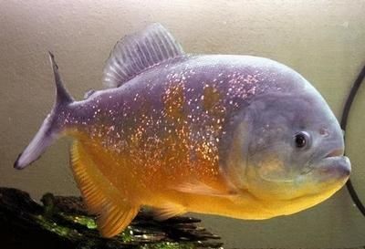 大虎魚和小龍魚混養可以嗎:大虎魚和小龍魚混養可行嗎 龍魚百科 第2張 大虎魚和小龍魚混養可以嗎:大虎魚和小龍魚混養可行嗎 大虎魚和小龍魚混養可以嗎:大虎魚和小龍魚混養可行嗎 龍魚百科 第2張
