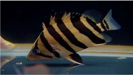 大虎魚和小龍魚混養可以嗎：大虎魚和小龍魚混養可行嗎 大虎魚和小龍魚混養可以嗎：大虎魚和小龍魚混養可行嗎 龍魚百科 第3張