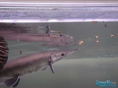 大虎魚和小龍魚混養可以嗎:大虎魚和小龍魚混養可行嗎 龍魚百科 第1張 大虎魚和小龍魚混養可以嗎:大虎魚和小龍魚混養可行嗎 大虎魚和小龍魚混養可以嗎:大虎魚和小龍魚混養可行嗎 龍魚百科 第1張