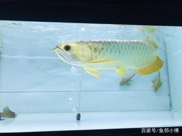 金龍魚比賽評判標準最新版是什么樣的：福州金魚大賽裁判長揭秘蘭壽評分標準蘭壽評分標準